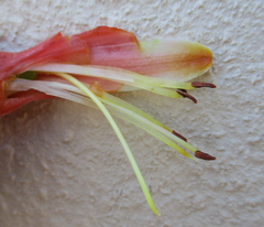 Aloe transvaalensis