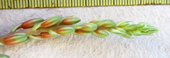 Aloe transvaalensis