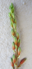 Aloe transvaalensis