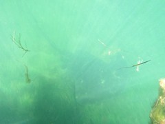 Bathytoshia brevicaudata