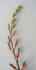 Aloe transvaalensis