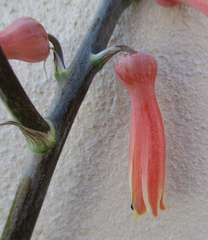 Aloe transvaalensis