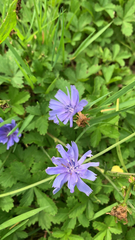 Cichorium intybus