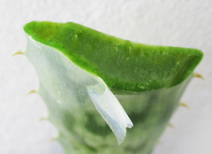 Aloe transvaalensis