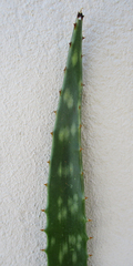 Aloe transvaalensis
