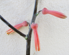 Aloe transvaalensis
