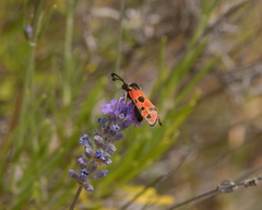 Zygaena hilaris