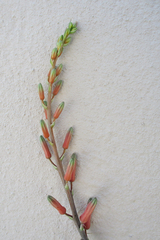Aloe transvaalensis