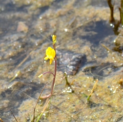 Utricularia