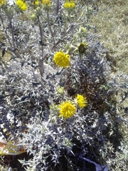 Berkheya heterophylla radiata