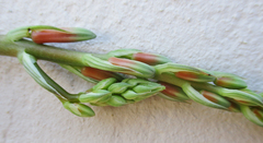 Aloe transvaalensis