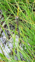 Somatochlora alpestris