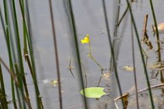 Utricularia