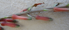 Aloe transvaalensis