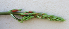 Aloe transvaalensis