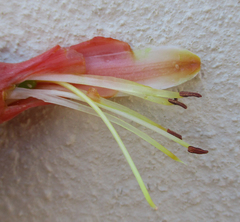Aloe transvaalensis