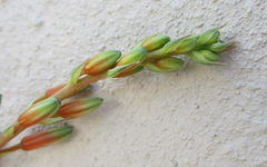 Aloe transvaalensis