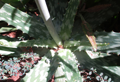 Aloe transvaalensis