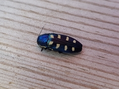 Buprestis octoguttata