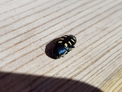 Buprestis octoguttata