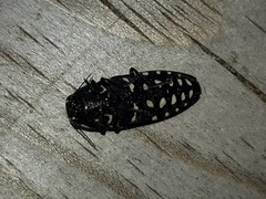 Buprestis octoguttata