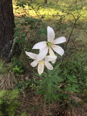 Lilium washingtonianum
