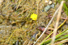 Utricularia