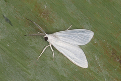 Gloora alba