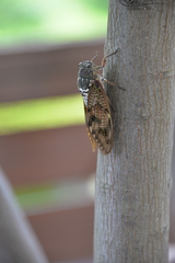 Graptopsaltria nigrofuscata