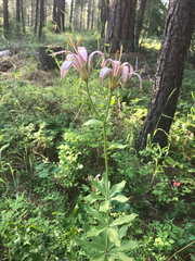 Lilium washingtonianum