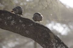 Histurgops ruficauda