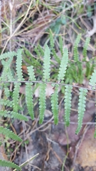 Gleichenia rupestris