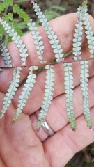 Gleichenia rupestris