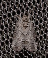 Nycteola polycyma