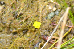 Utricularia