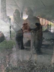 Ailuropoda melanoleuca