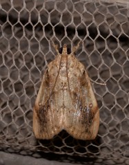 Crocidolomia suffusalis