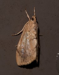 Crocidolomia suffusalis
