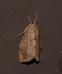 Crocidolomia suffusalis