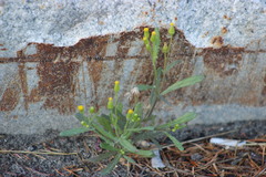 Senecio dubitabilis
