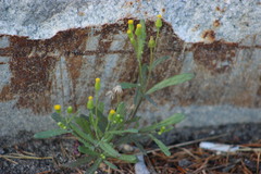 Senecio dubitabilis