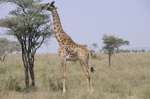Maasai Giraffe, photo 7 of 7