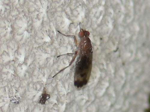 Suillia variegata, Coevorden, Nederland, photo 5 of 10