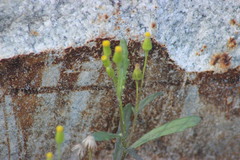 Senecio dubitabilis