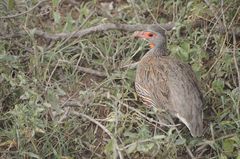 Pternistis rufopictus