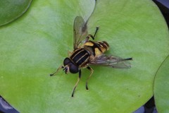 Helophilus pendulus