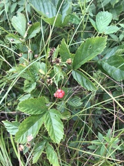 Rubus setosus