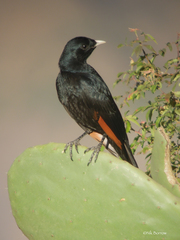 Onychognathus albirostris