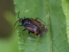 Deraeocoris ruber