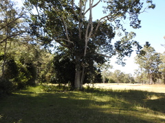 Flindersia schottiana